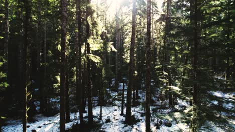 Passing-through-a-snow-covered-fantasy-like,-evergreen-forest-canopy,-lens-flare,-aerial