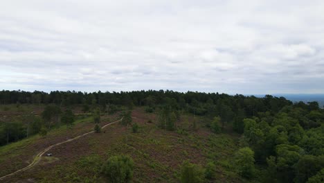 Deforestation-in-rural-area,-empty-forest-concept