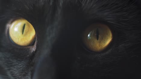 Yellow-eyes-of-a-black-cat-looking-attentively-at-camera-shot-in-macro-and-slowmo
