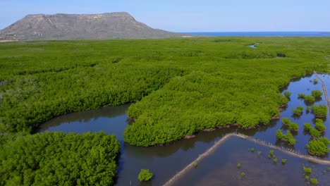 Lush-And-Green-Mangroves-In-Monte-Cristi,-Dominican-Republic---aerial-shot