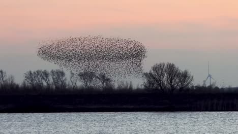 A-flock-of-starlings-puts-on-a-spectacular-air-show-at-sunset