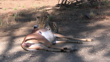 Female-Leopard-and-Her-Pray,-Dead-Antelope-on-Road-in-African-Savanna,-Zoom-In