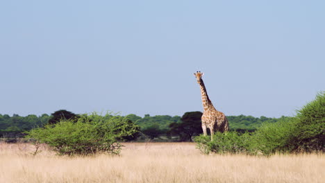 Toma-Estática-De-Jirafa-Tranquila-Mirando-A-La-Cámara-En-El-Parque-Nacional-Central-De-Kalahari,-Botswana