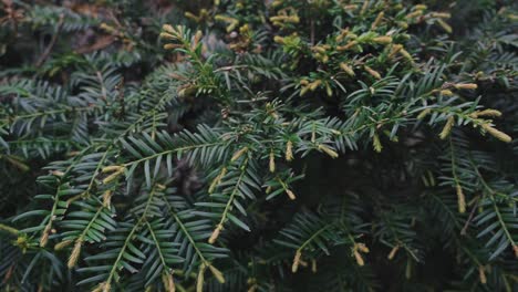 Conifer-Tree-Foliage-On-Springtime.-Close-Up-Shot