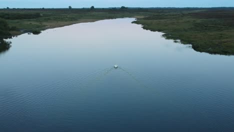 Swan-swimming-on-pond-from-a-drone