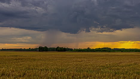 Timelapse-with-clouds-passing-by-at-sunset-over-brown-wheat-field
