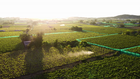 Aerial,-spraying-fertilizer-on-grape-wine-vineyard-farm-field-during-golden-hour
