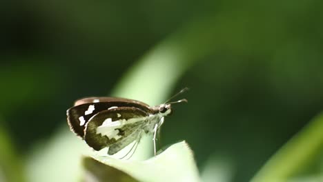 butterfly-perched-on-weeds,-macro-hd-video