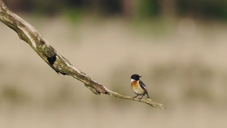 Single-orange-belly-European-stonechat-male-perched-on-branch