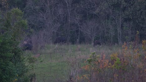Two-individuals-grazing-and-a-calf-follows-as-they-all-moves-towards-the-left-side-of-the-frame,-Gaur-Bos-gaurus-Khao-Yai,-Thailand
