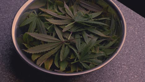 marijuana-cannabis-hemp-leaves-clippings-in-stainless-steel-bowl-on-grey-counter-from-defoliation-cropping-training-for-THC-CBD-production-medical-smoking-edibles-concentrates-for-anxiety-pain-relief