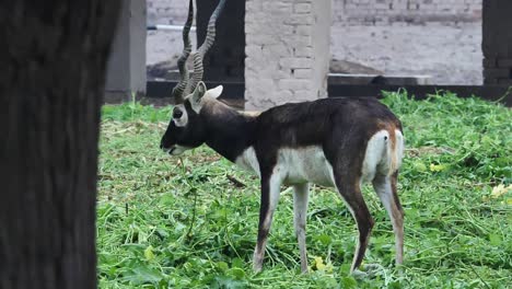 Slow-motion-shot-of-black-buck-in-wild,-beautiful-wildlife-animal-in-forest-male-blackbuck-deer-in-Pakistan