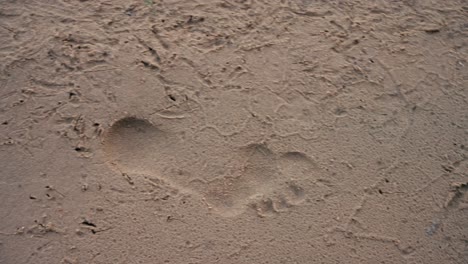 Fußabdrücke-Im-Sand.-Meer-Und-Reisen