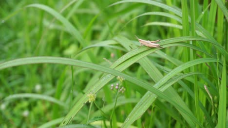Tiny-brown-grasshoper-insect-on-a-lemon-grass-field