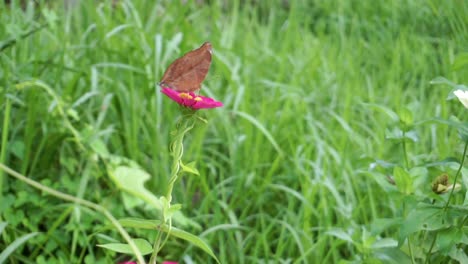 Brauner-Schmetterling-Thront-Auf-Einer-Roten-Blume-Auf-Einem-Hintergrund-Von-Büschen