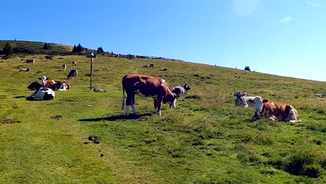Eine-Herde-Grasender-Gefleckter-Kühe-Auf-Einer-Weiten-Grünen-Ebene,-Die-An-Einem-Sonnigen-Tag-Mit-Gras-Mit-Blauem-Horizont-Bedeckt-Ist
