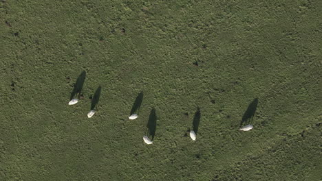 Vertikale-Luftaufnahme-Von-Schafen-Und-Ihren-Schatten,-Die-Grünes-Gras-Fressen