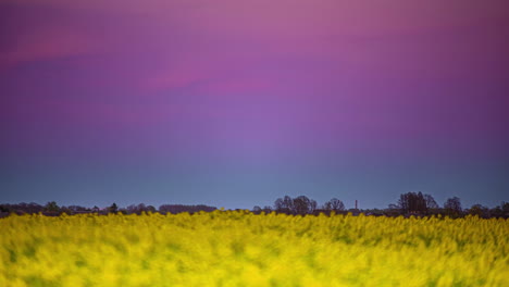 Time-lapse-shot-of-full-moon-rising-up-at-purple-sky-over-yellow-flowerbed-in-nature-at-night---Spectacular-evening-scene-in-motion