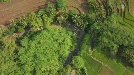 Aerial-top-down-shot-of-tropical-palm-trees-and-idyllic-rice-fields-during-sunny-day-at-sunrise---Beautiful-field-pattern-from-above