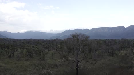 Pantanal-Nach-Der-Wiederherstellung-Der-Feuerwiderstandsfähigkeitsanlage,-Wobei-Im-Hintergrund-Eine-Bergkette-Sichtbar-Wird