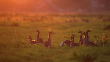 Group-of-geese-relaxing-on-green-grass-meadow-in-vivid-sunset-glow---static