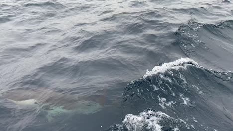 Grupo-De-Delfines-Nadando-Tras-Un-Barco-En-El-Océano-Pacífico