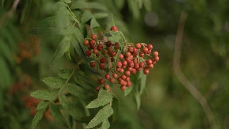 Rowan-Berries-on-branch-filmed-with-a-Vintage-Lens