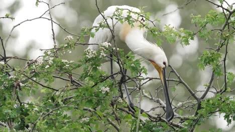Spoonbill-use-long-flat-beak-to-pick-tree-top-branch-to-use-in-nest---full-shot