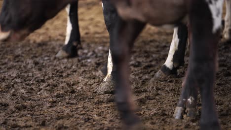 Cow-hoofs-legs-standing-in-muddy-ground,-close-up
