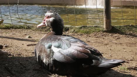 Domestic-Duck-Lying-In-The-Ground-Near-The-Pond-With-Waterfall