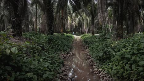 Narrow,-brown-creek-in-the-middle-of-a-large-palm-tree-forest