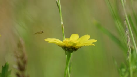 Hoverfly-carefully-lands-on-bright-yellow-daisy