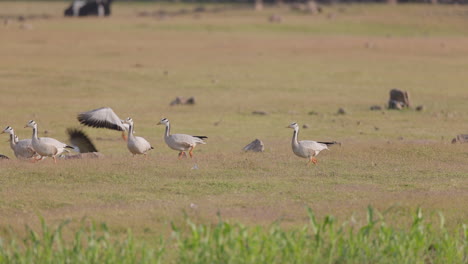 Flock-of-Bar-headed-geese-walking-and-taking-off-from-a-field-in-India