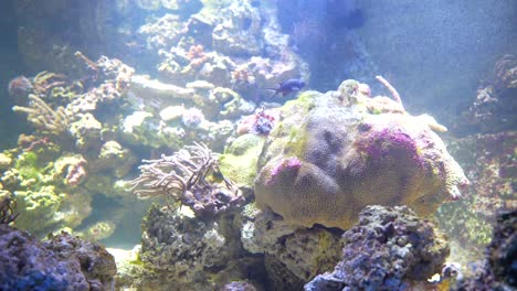 A-bright,-vibrant-shot-of-underwater-habitat-at-the-aquarium
