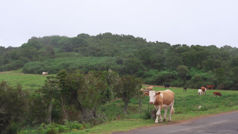 The-cow-split-from-the-herd-and-slowly-walking-along-the-road