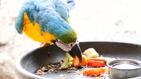 Slow-motion-shot-of-Blue-and-Yellow-Macaw-eating-fresh-vegetables-in-nature-during-sunny-day