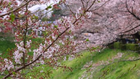 Cherry-flowers-in-small-clusters-on-a-cherry-tree-branch