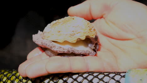 Mobile-Lebende-Südafrikanische-Abalone-Gleitet-Auf-Kaukasischer-Hand