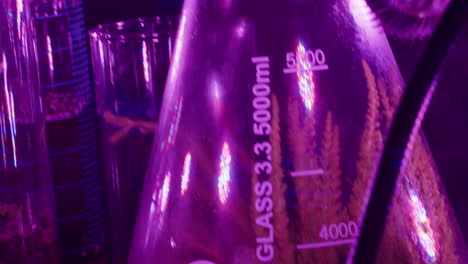 small-glass-vase,-wedding-decoration-Close-up-shot-of-plant-in-glass-with-purple-light-in-the-top-at-light-art-festival