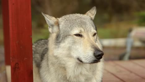 White-Wolf-portrait,-Furry-Domesticated-Majestic-Canine-Dog-observes-blinking-eyes-calmly-in-slow-motion