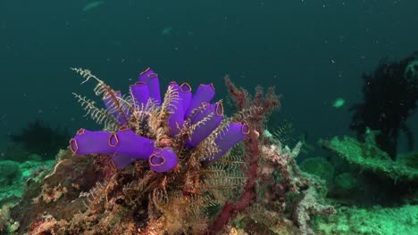 Blaue-Ascidians,-Die-Auf-Korallenfelsen-Am-Tropischen-Korallenriff-Befestigt-Sind