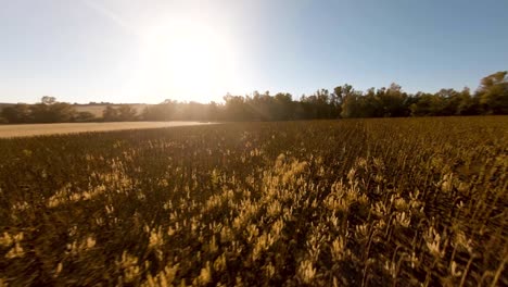 Slow-motion-tour-of-a-dry-sunflower-field-with-the-sun-in-the-picture