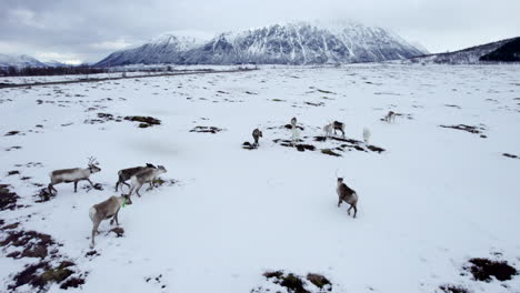 Aerial-flyover-of-a-small-herd-of-domestic-reindeer-as-they-start-running-over-a-snow-covered-field-with-a-road-and-mountains-in-the-background