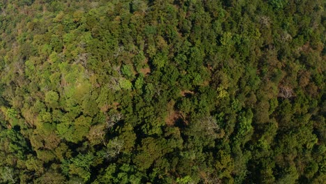 Exploring-Indian-Jungle-Top-view-Dense-Green-forest-at-end-of-Winter-India