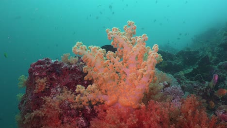 Gelbe-Und-Orangefarbene-Weichkorallen-Auf-Korallenfelsen-Und-Rifffische-Mit-Blauem-Hintergrund