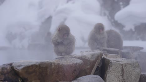 Joven-Macaco-Japonés-Se-Sienta-Solo-En-Caca-Geotérmica,-Nagano