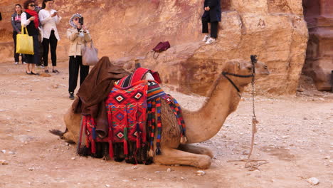 Geschmücktes-Kamel-Ruht-Auf-Dem-Felsen-In-Der-Antiken-Stadt,-Die-Zum-UNESCO-Weltkulturerbe-Gehört,-Während-Touristen-Auf-Eine-Führung-Warten