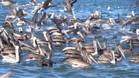 Pelicans-Flock-Together-to-Hunt-Sardines