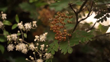 White-Flowers-and-Red-Rowan-Berries-filmed-on-a-Dreamy-Vintage-Lens