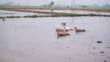 Sieben-Enten-Auf-Der-Suche-Nach-Nahrung-In-Den-Wässrigen-Reisfeldern